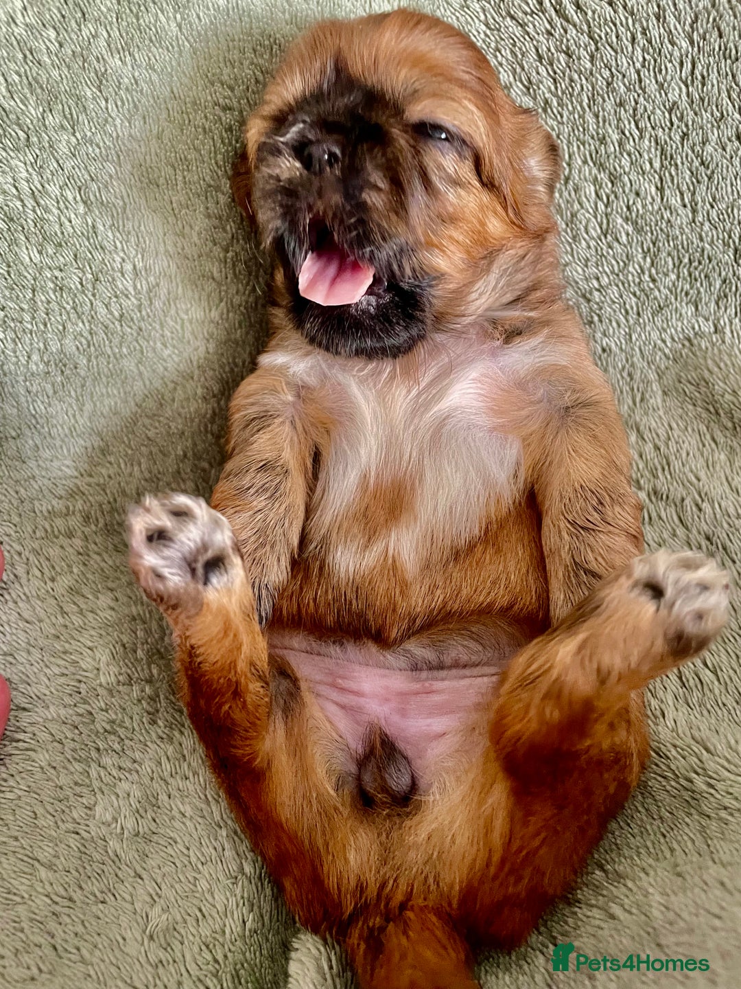 Shih Tzu dogs for sale: Adorable Imperial Shih Tzu Puppies - Image 16