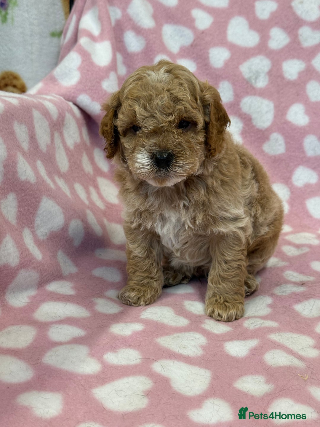 Cockapoo dogs for sale: Cockapoos F1B puppies  - Advert 3