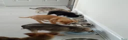 Jack Chi dogs for sale: Jack chi puppies for sale in Port Talbot - Advert 11