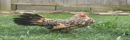 Chickens poultry for sale: Chicks Chickens Cockerels Hatching Eggs pure breed - Advert 12
