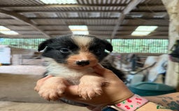 Border Collie dogs for sale: Working Border Collies - Image 4