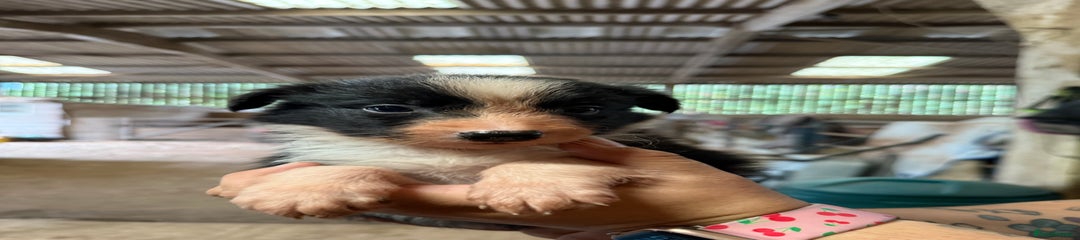 Border Collie Puppy 4