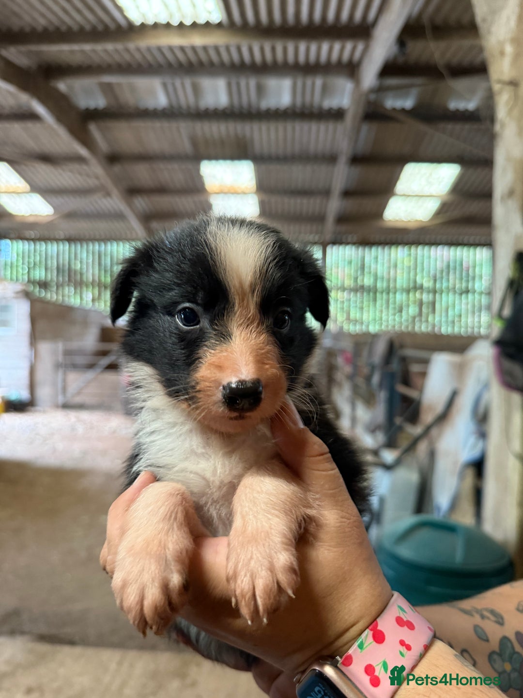 Border Collie dogs for sale: Working Border Collies - Image 4