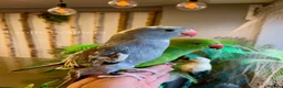 Ringnecks birds for sale: Hand Reared Baby Indian Ringneck Parrots For Sale - Advert 8