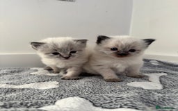 Ragdoll cats for sale: Stunning Blue Lynx & Blue Point Ragdoll Kittens  - Image 9