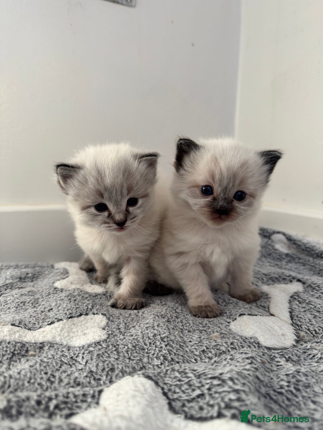 Ragdoll cats for sale: Stunning Blue Lynx & Blue Point Ragdoll Kittens  - Image 9
