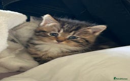 Domestic Shorthair cats for sale: Bundles of fluff  - Image 1