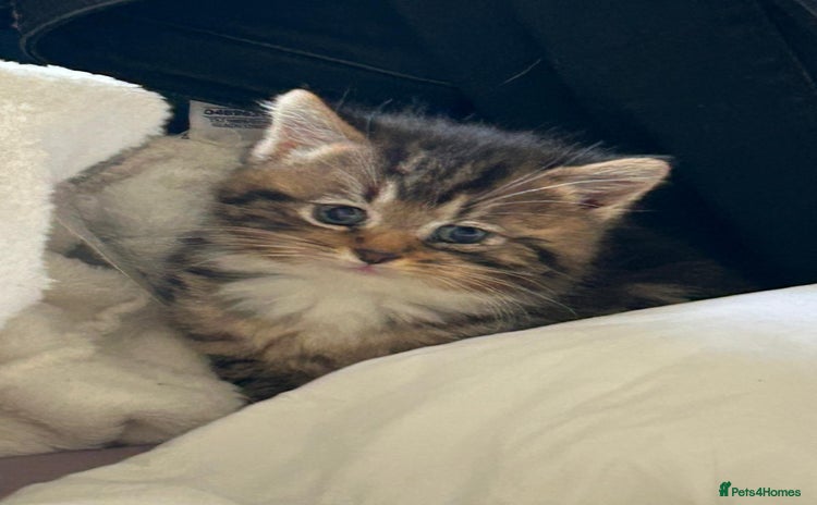 Domestic Shorthair cats - Advert 1