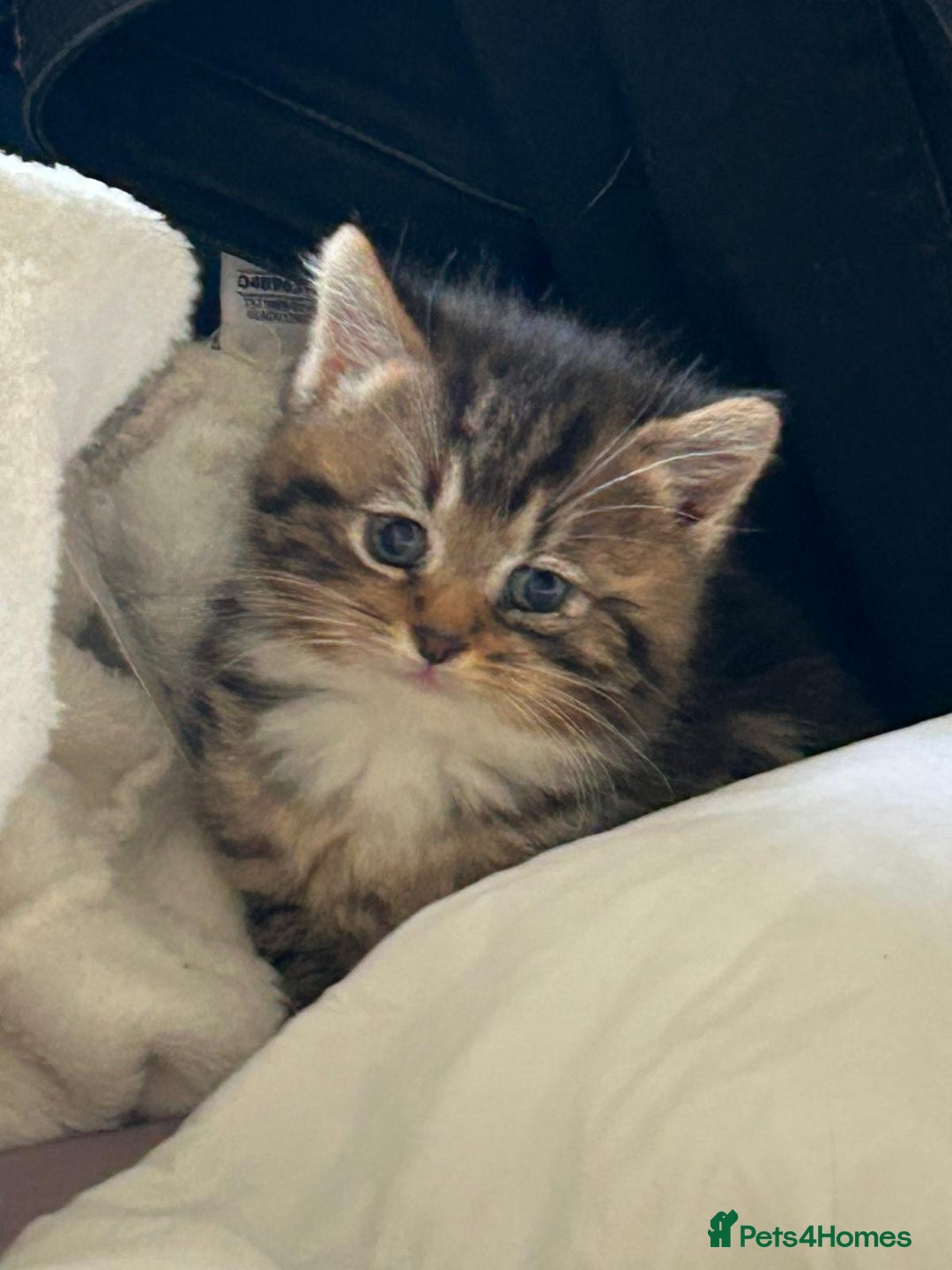 Domestic Shorthair cats for sale: Bundles of fluff  - Image 1
