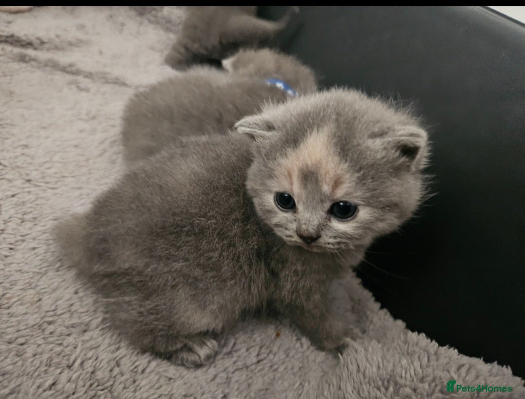 British Shorthair cats for sale: Pretty British shorthair  - Image 10