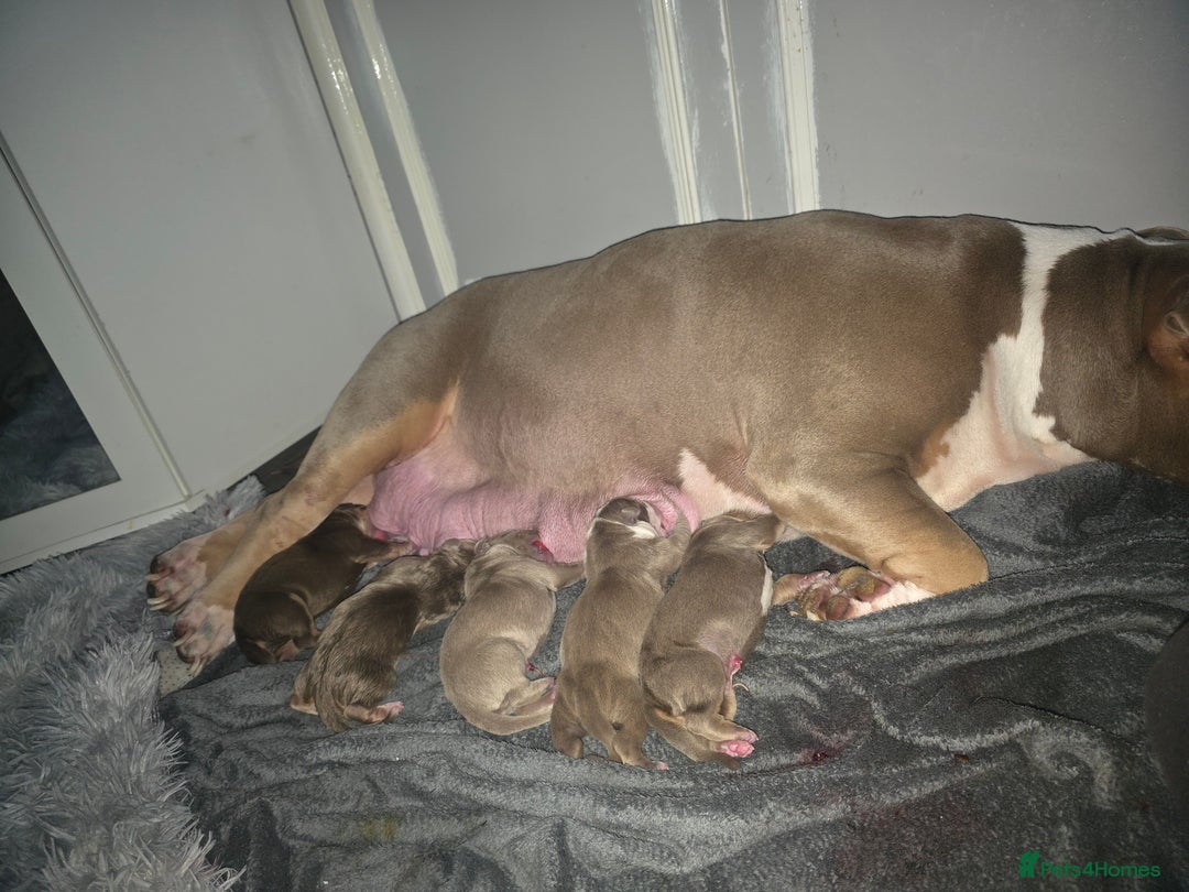 Mixed Breed dogs for sale: Doberman X Bully - Advert 2