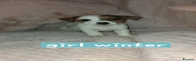Jack Russell 4