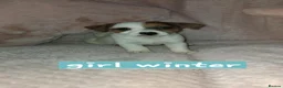 Jack Russell dogs for sale: Jack russell - Advert 4