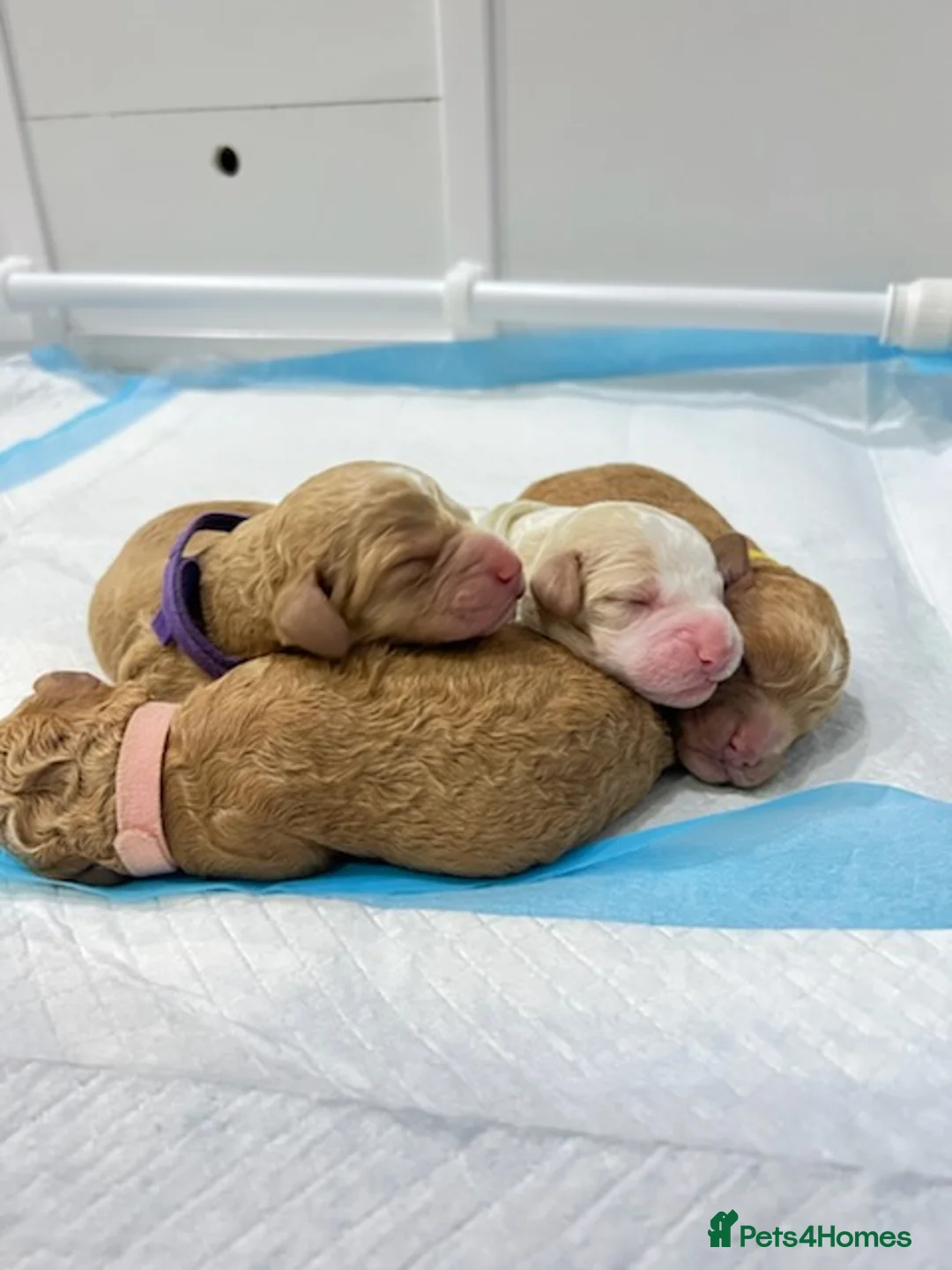 Cockapoo dogs for stud: Lovely proven F1 cockapoo for stud -Health Checked in Lanark - Advert 11