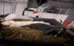 English Lop rabbits for sale: Male and Female rabbit  - Image 4