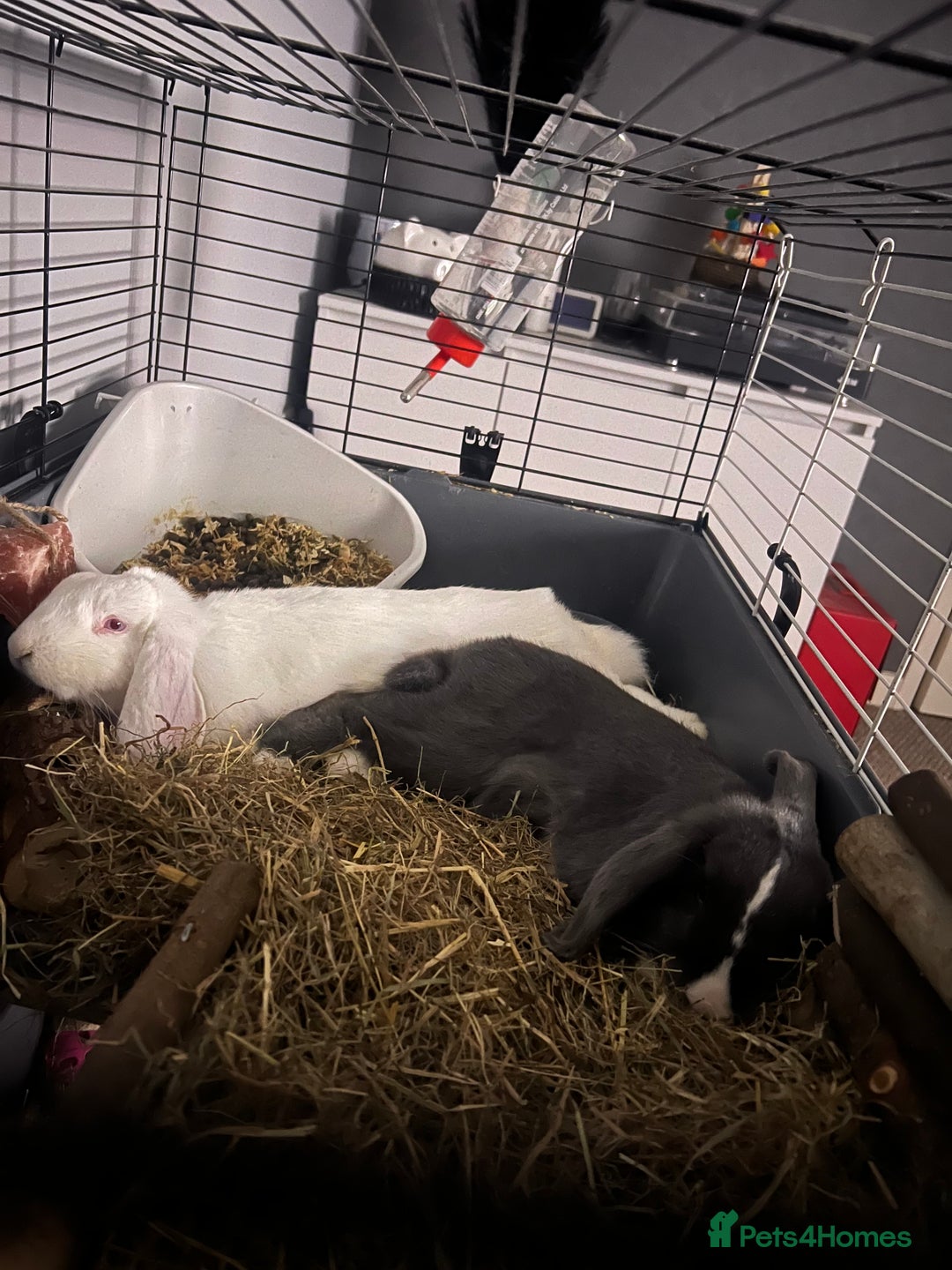 English Lop rabbits for sale: Male and Female rabbit  - Image 4