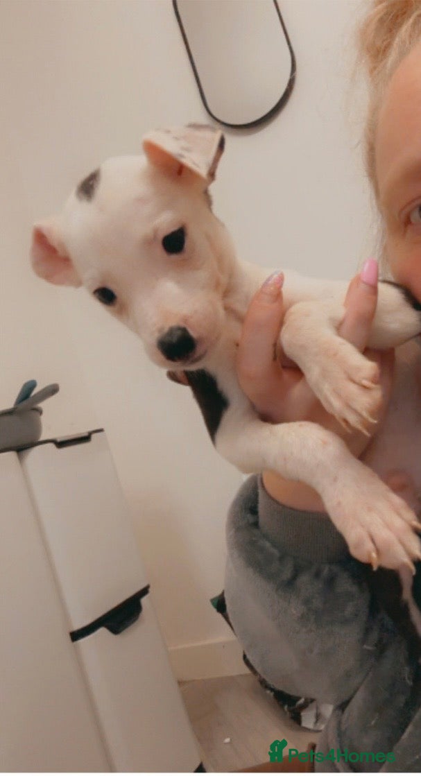 Mixed Breed dogs 75% Lurcher 25% Cane Corso Puppies - Advert 1