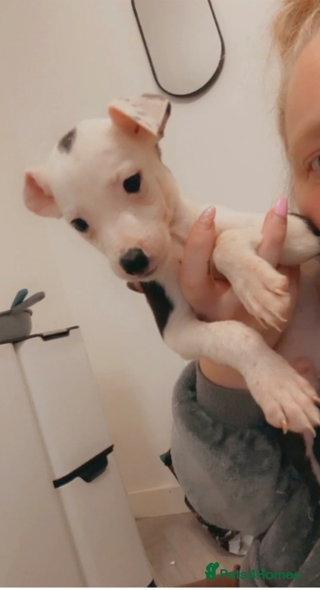 Mixed Breed dogs for sale: 75% Lurcher 25% Cane Corso Puppies - Advert 1