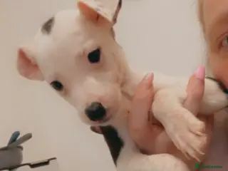 Mixed Breed dogs 75% Lurcher 25% Cane Corso Puppies - Advert 1