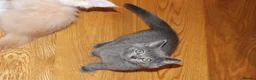 British Shorthair cats for sale: Pure British short hairs - Advert 2