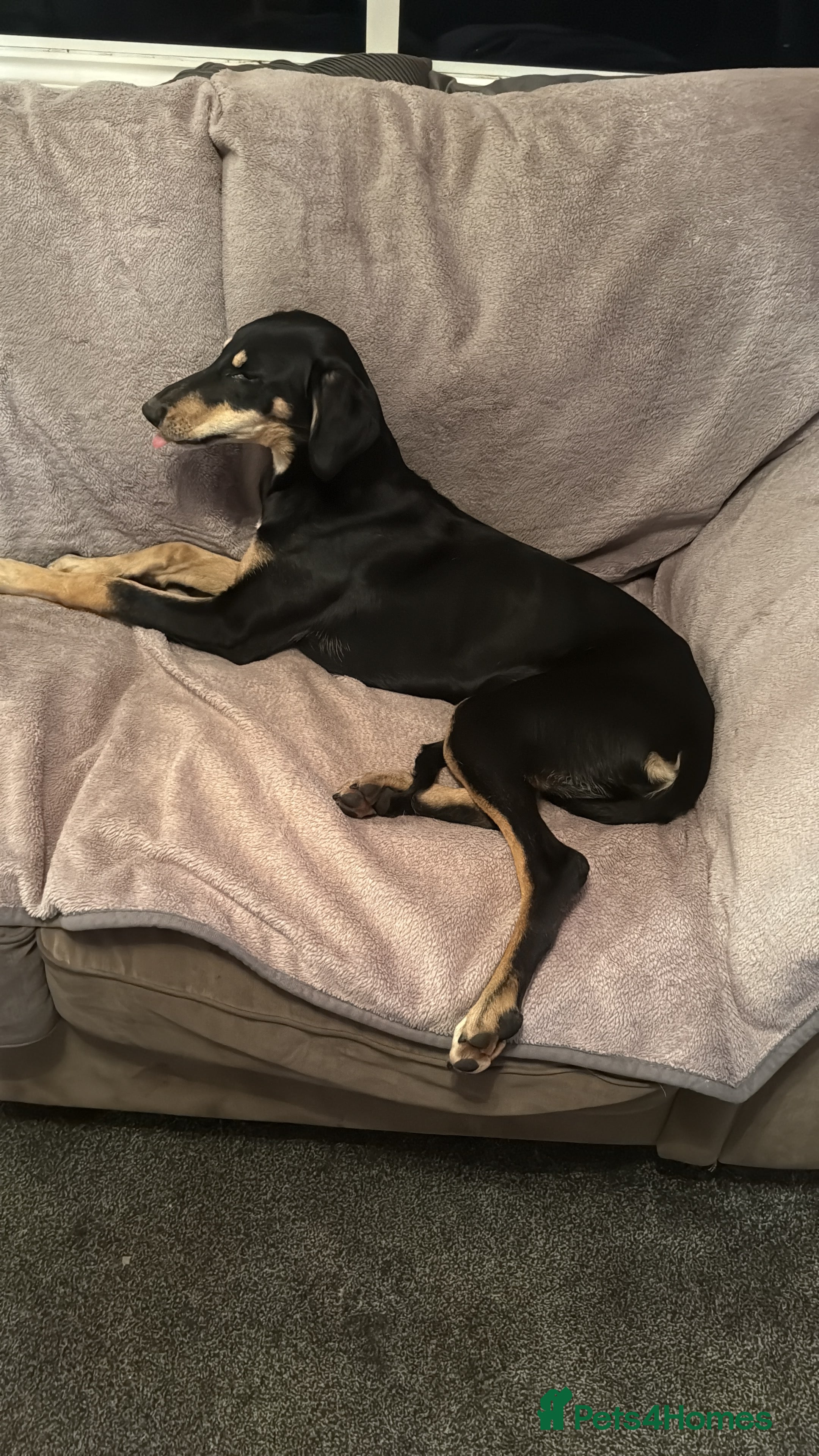 Lurcher dogs Trigger our super friendly lurcher.  - Advert 3