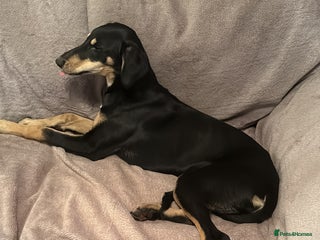 Lurcher dogs Trigger our super friendly lurcher. - Advert 3