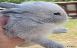 Lionhead rabbits for sale: Baby Lionhead bunnies ! Ready to be reserved ! - Image 9