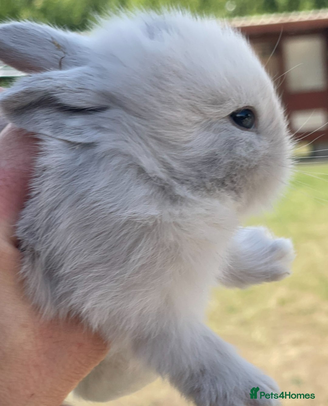 Lionhead rabbits for sale: Baby Lionhead bunnies ! Ready to be reserved ! - Image 9