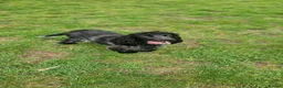 Cocker Spaniel dogs for sale: Kc reg show cocker bitch  in Billingham - Advert 3