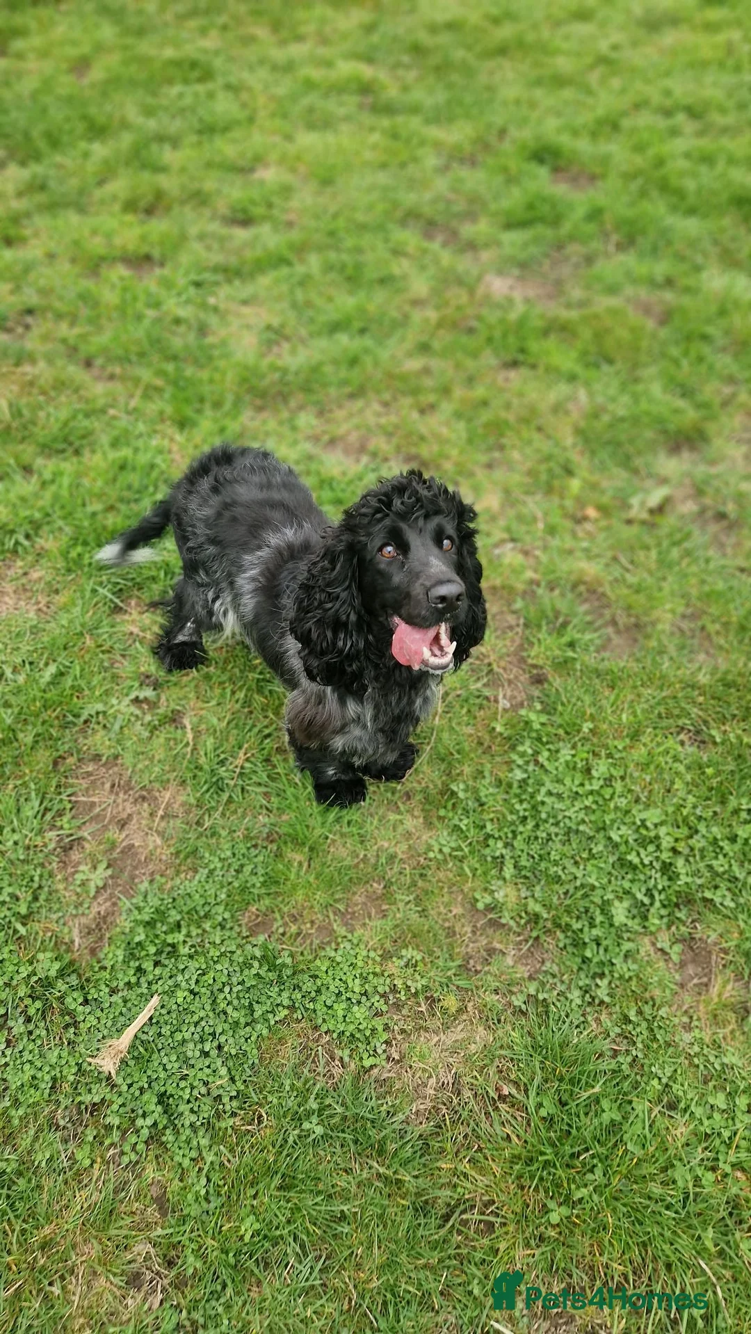Cocker Spaniel dogs for sale: Kc reg show cocker bitch  in Billingham - Advert 3