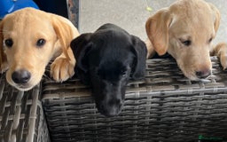 Labrador Retriever dogs for sale: Three gorgeous boys!!  - Image 4