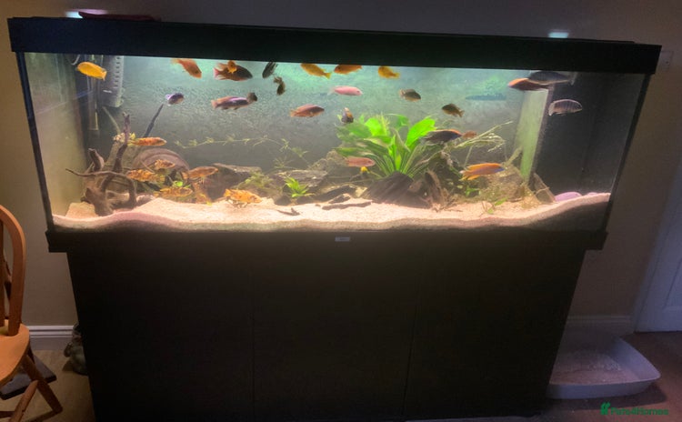 Cichlids fish - Advert 1