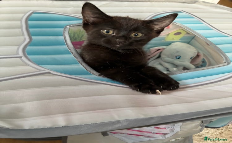 Bombay cats - Advert 4