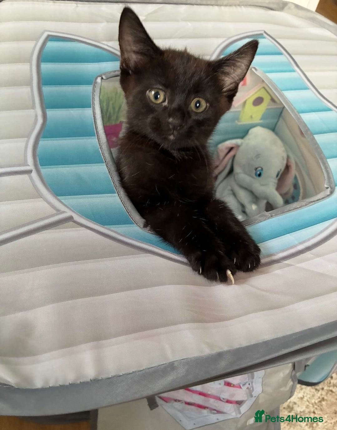 Bombay cats for sale: Last 2 remaining Kittens for sale  - Image 1