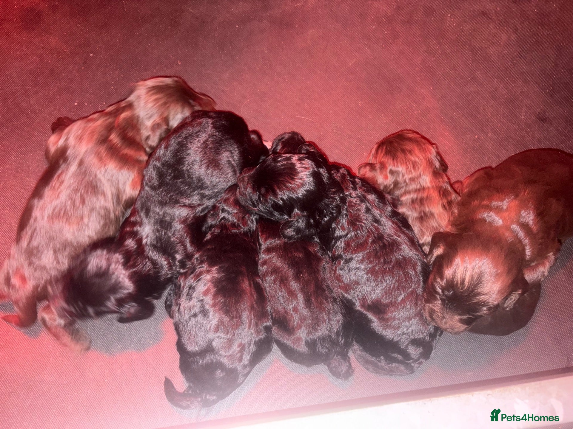 Cockapoo dogs F1 cockapoo pups - Advert 1