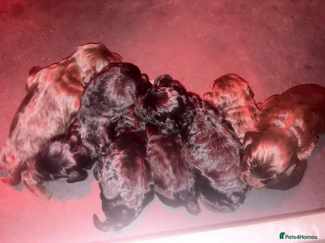 Cockapoo dogs for sale: F1 cockapoo pups - Advert 8