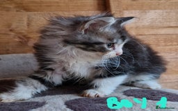 Mixed Breed cats for sale: Sweet Maine Coon mix for sale - Image 6