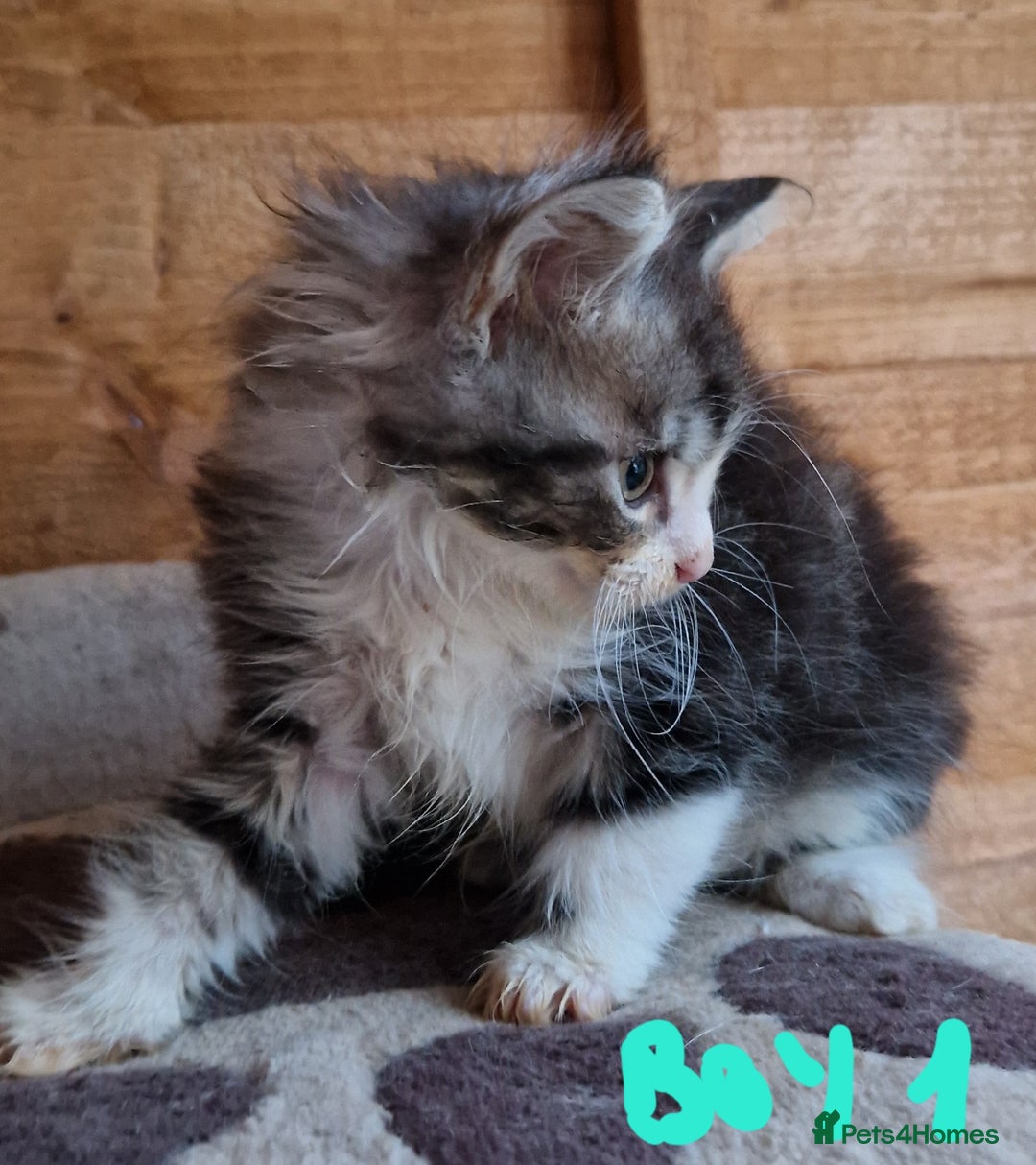 Mixed Breed cats for sale: Sweet Maine Coon mix for sale - Image 6