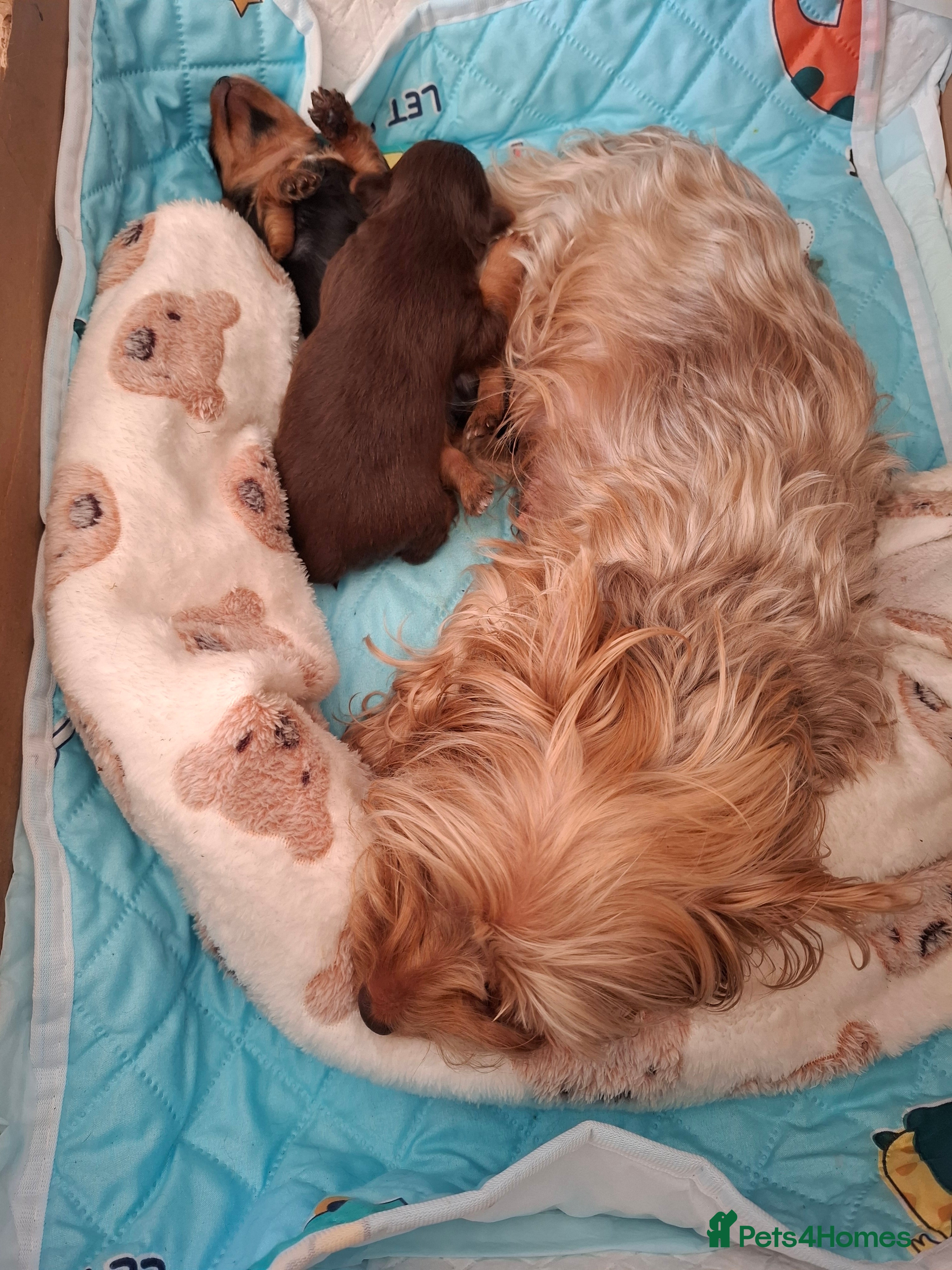 Yorkshire Terrier dogs Charming Yorkshire Terrier Puppies - Advert 2