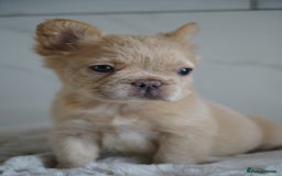 French Bulldog dogs for sale: Exceptional Fluffy French Bulldog Puppies - Image 20
