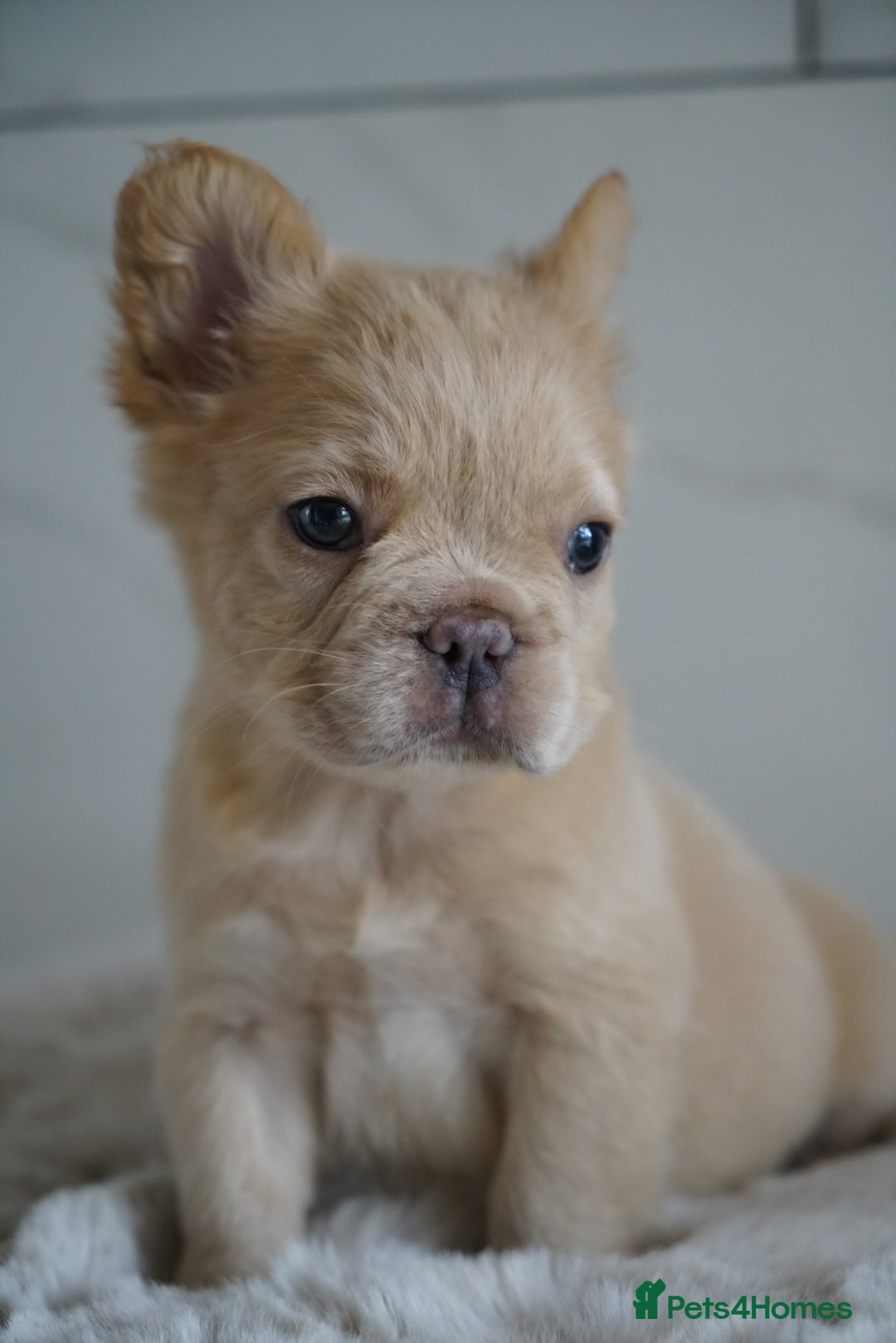 French Bulldog dogs for sale: Exceptional Fluffy French Bulldog Puppies - Image 20
