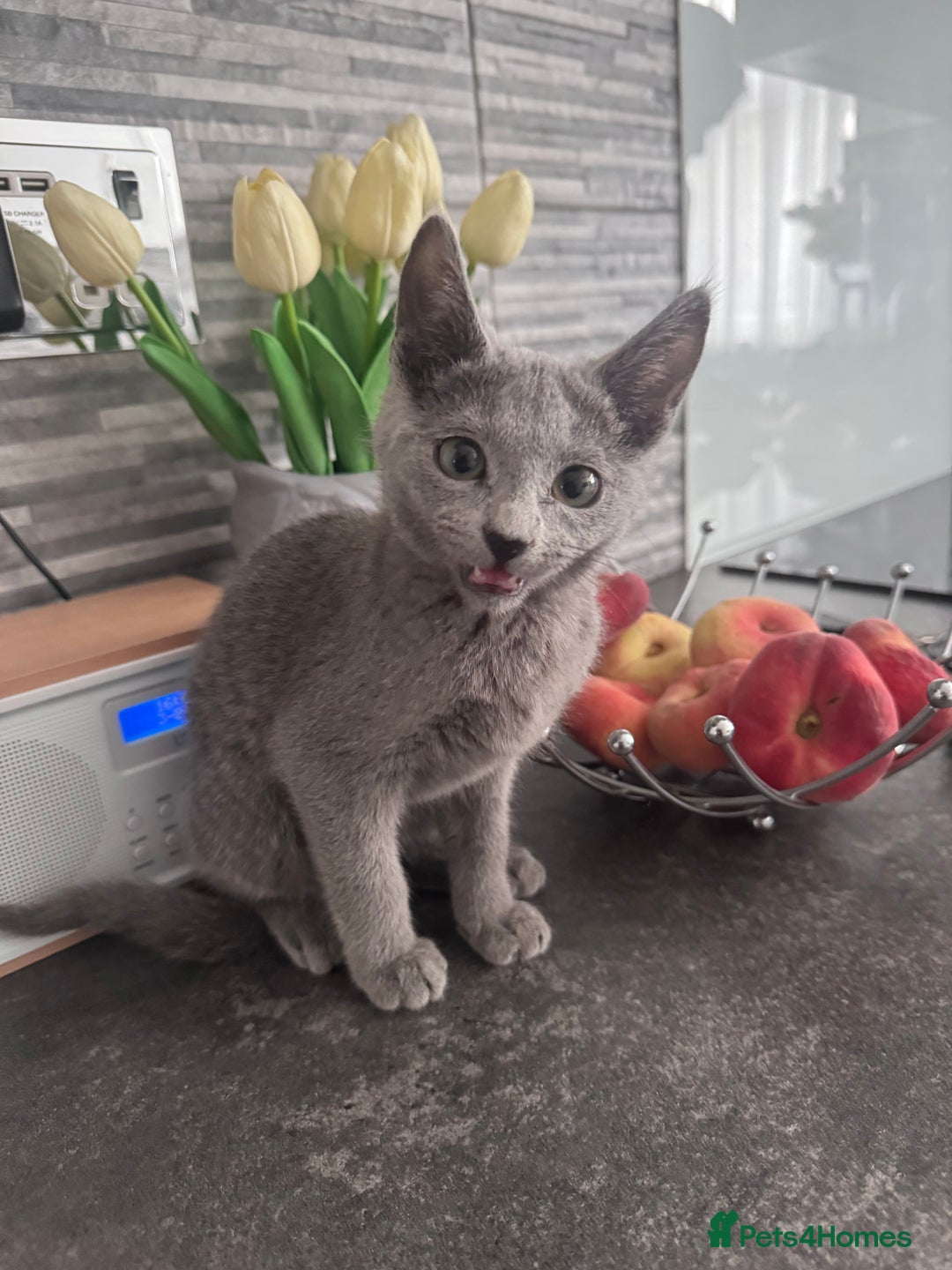 Russian Blue cats for sale: TICA active Russian Blue kittens Ready Now - Image 5
