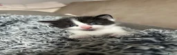 Mixed Breed cats for sale: 4 female kittens - Advert 11