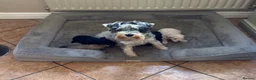 Schnoodle dogs for sale: Stunning F1 Schnoodle puppies KC reg parents!!  in Whitchurch - Advert 8