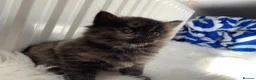 Perdoll cats for sale: 💕Beautiful BlueEyed Perdoll Kittens Ready Now 💕 - Advert 9