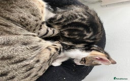 Savannah cats for sale: Savannah cross boy - Image 4