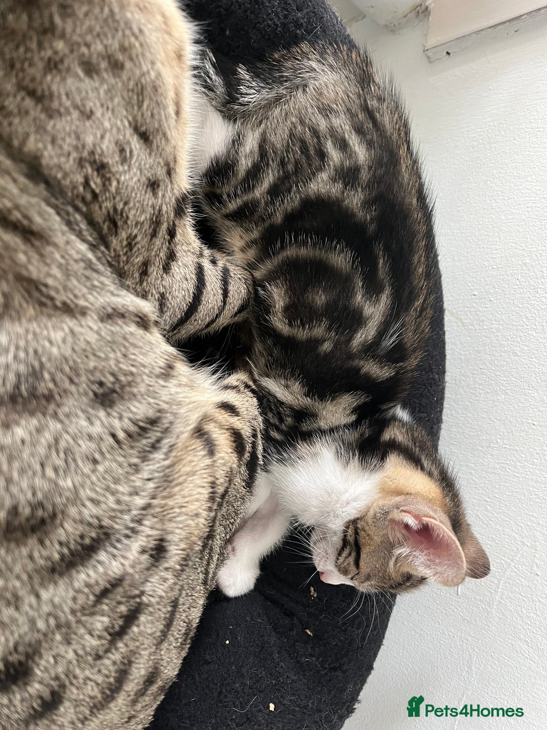 Savannah cats for sale: Savannah cross boy - Image 4