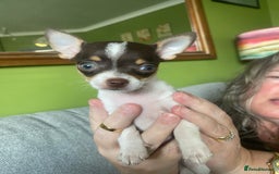 Chihuahua dogs for sale: Small Chihuahua puppies for sale  - Image 11