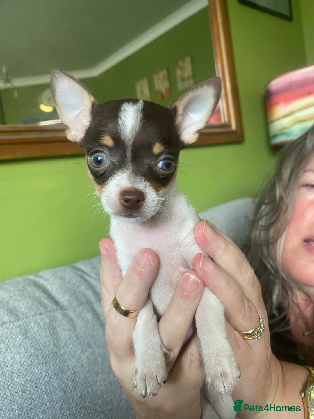 Chihuahua dogs for sale: Small Chihuahua puppies for sale  - Image 11