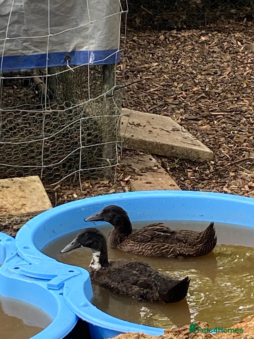 Ducks poultry for sale: Runner Ducklings for sale - Advert 2